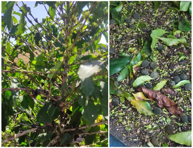 Frutos secos e botões florais em cafeeiro