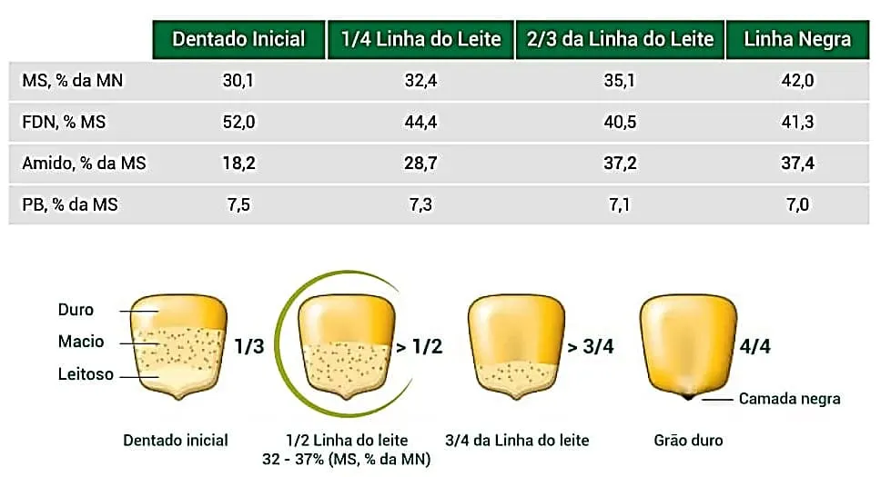 Diferença de parâmetros bromatológicos de acordo com o ponto de colheita do milho.