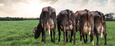 Vacas leiteiras em uma pastagem