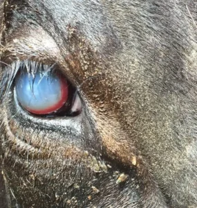Olho de bovino infectado com ceratoconjuntivite