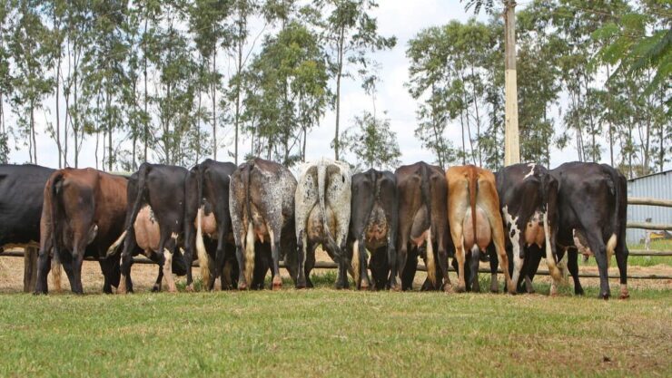 Bovinos leiteiros em fazenda
