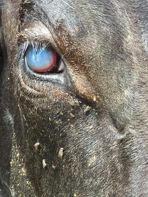 Bovino com sintomas de ceratoconjuntivite infecciosa bovina