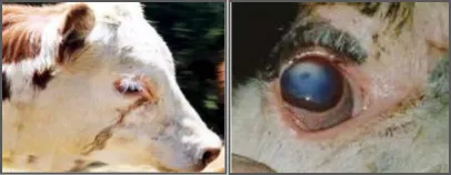 Sinais clínicos da ceratoconjuntivite infecciosa bovina