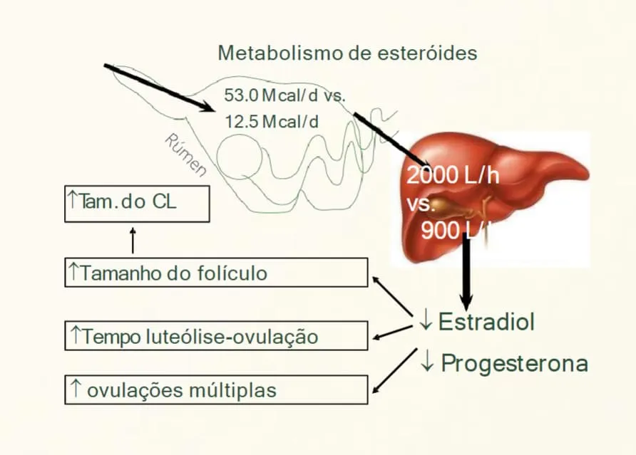 Relação entre ingestão de matéria seca e concentrações de progesterona circulantes no sangue.