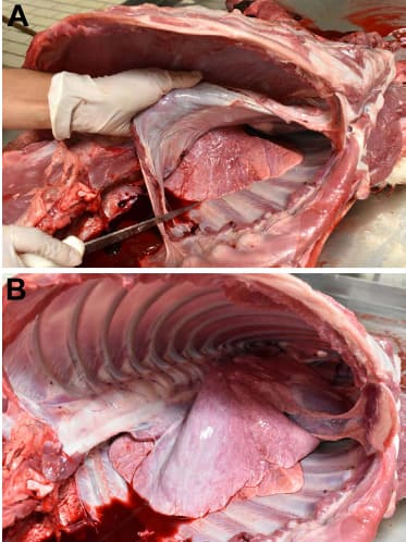 Acesso à cavidade torácica por incisão do diafragma.