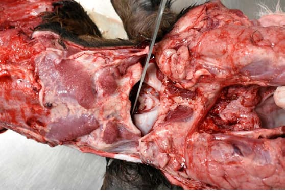 Abertura da articulação atlanto-occipital e secção da dura-máter, da medula espinhal e dos ligamentos.
