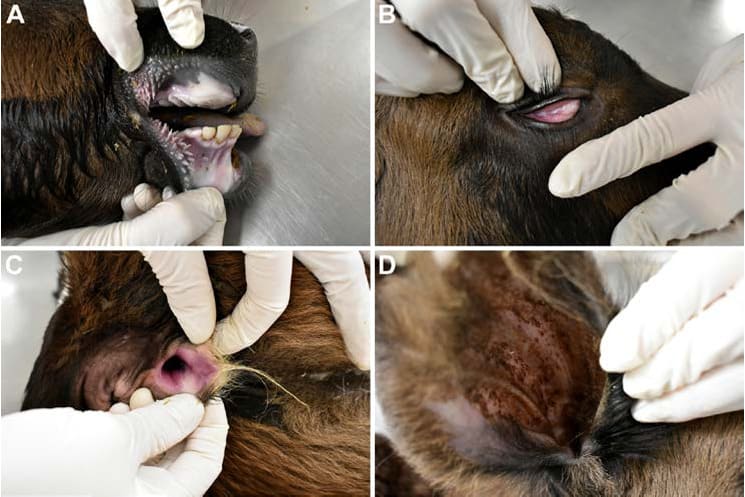 Exame post mortem das mucosas aparentes e dos orifícios naturais.