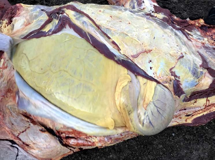 Abertura da cavidade abdominal em bovino adulto prevenindo a ruptura acidental do rúmen.