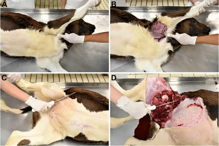 Desarticulação dos membros torácico e pélvico.