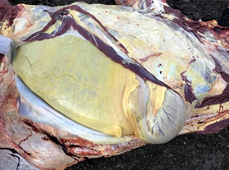 Abertura da cavidade abdominal em bovino adulto prevenindo a ruptura acidental do rúmen.
