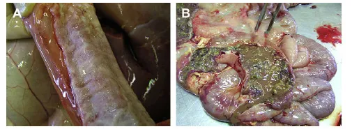Imagem demonstrando depósitos de fibrina no intestino delgado de bezerros com salmonelose