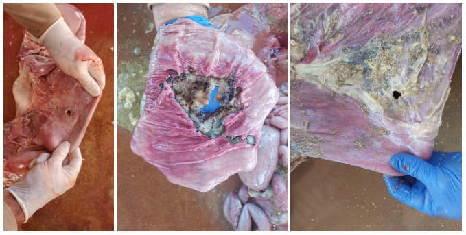 Imagens de diferentes úlceras abomasais