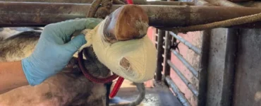 Casqueamento preventivo em bovinos