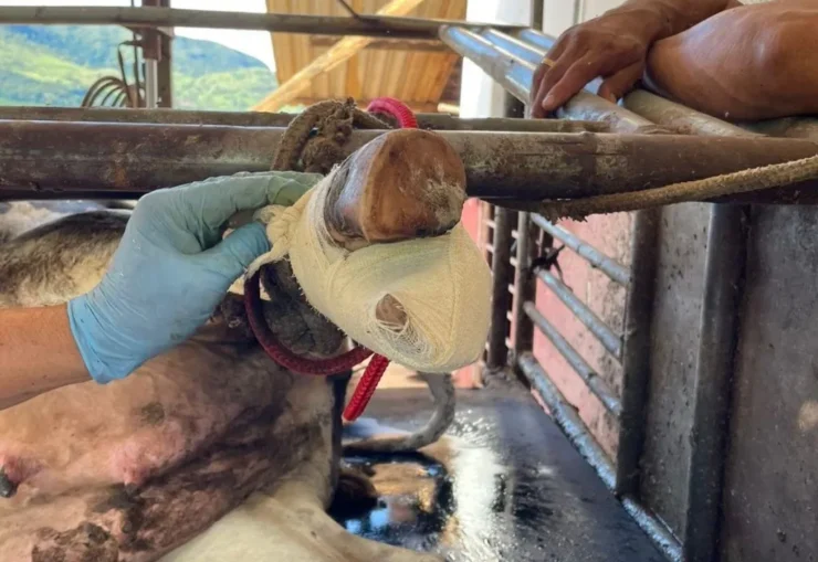Casqueamento preventivo em bovinos