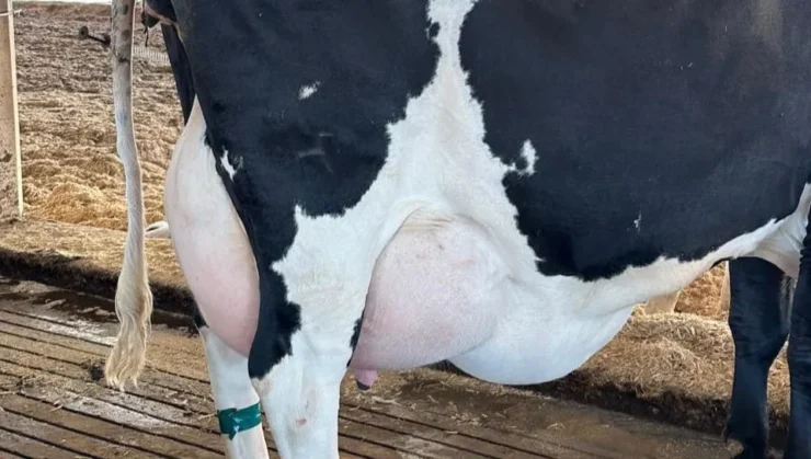 Vaca apresentando edema de úbere