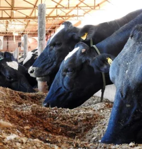 Vacas leiteiras se alimentando