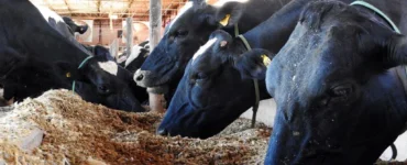 Vacas leiteiras se alimentando