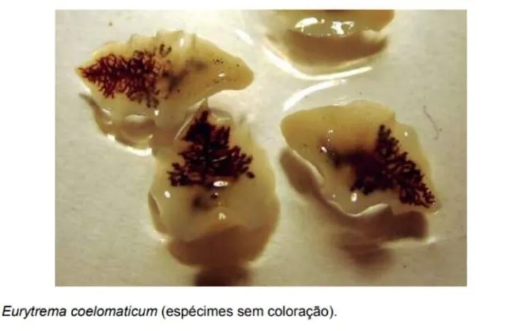 Eurytrema pancreaticum