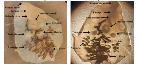 Eurytrema pancreaticum