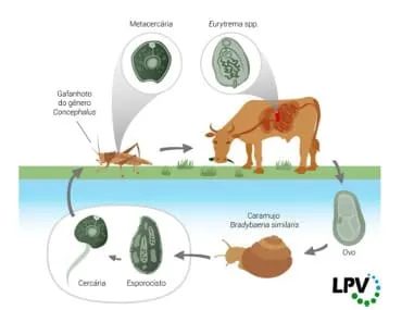 Ciclo de vida do Eurytrema pancreaticum