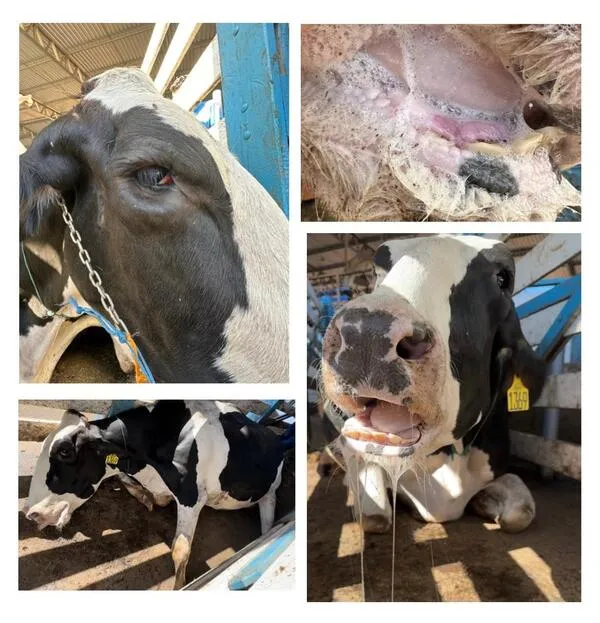 Animal apresentando sinais clínicos da Síndrome do Jejuno Hemorrágico