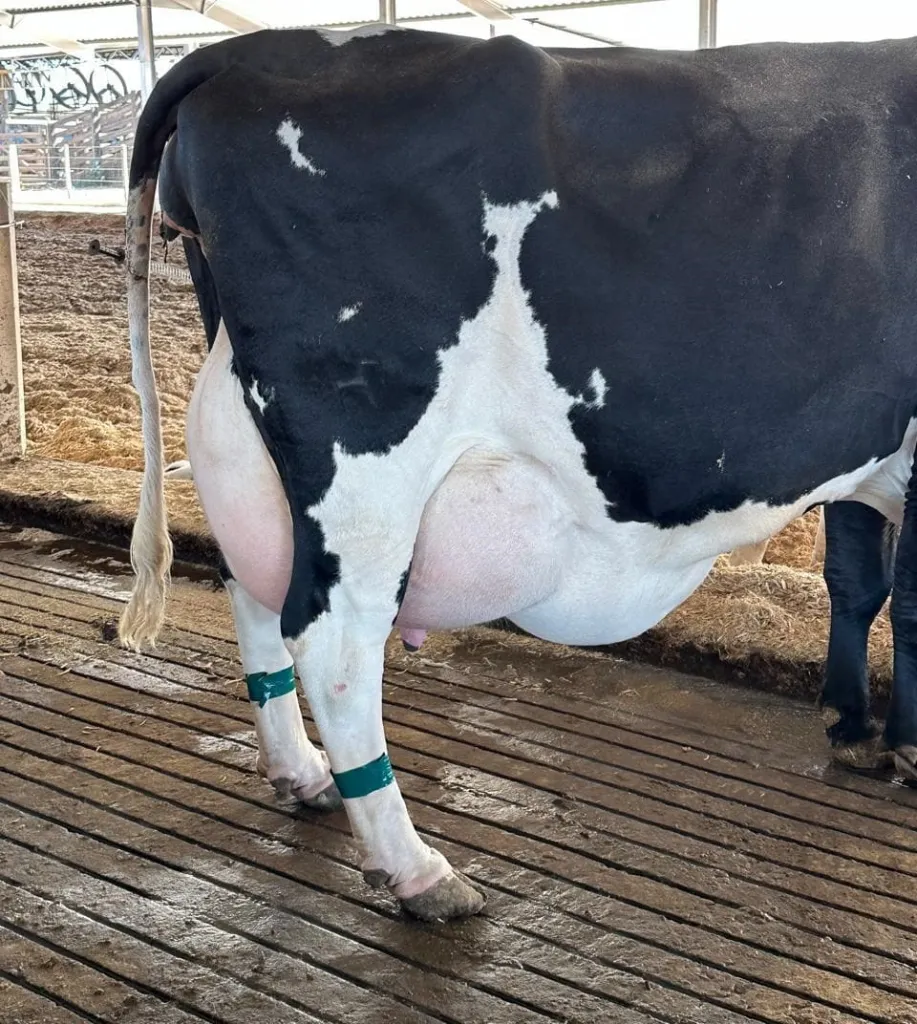 Vaca apresentando edema de úbere