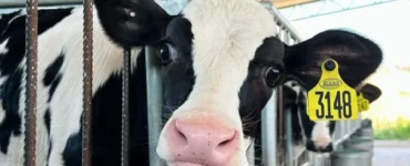 Bezerra leiteira com identificação na orelha e olhando para a câmera