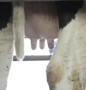 Vaca leiteira sendo preparada para ordenha