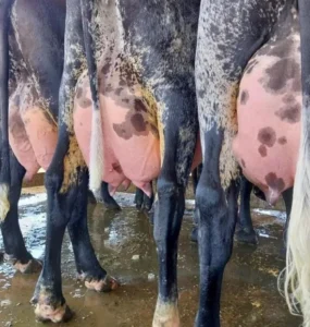Quatro vacas leiteiras vistas de trás com os úberes cheios
