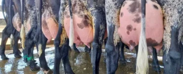 Quatro vacas leiteiras vistas de trás com os úberes cheios