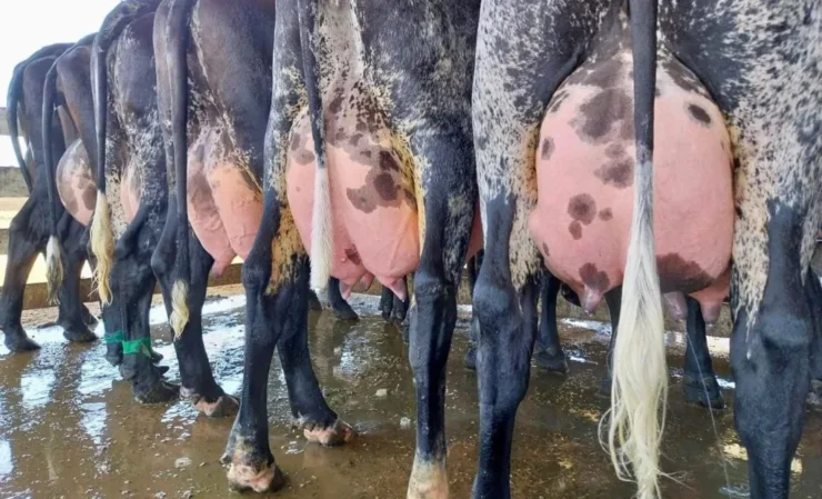 Quatro vacas leiteiras vistas de trás com os úberes cheios