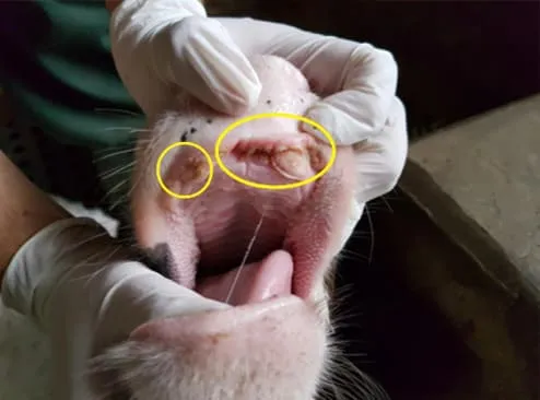Estomatite papular na boca de um bezerro