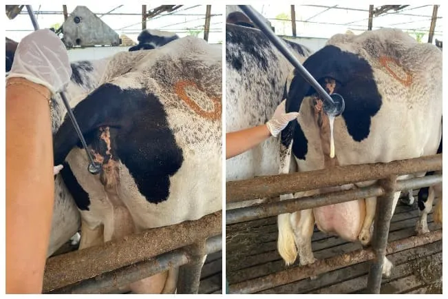 Manejo de utilização do metricheck para avaliação do conteúdo uterino