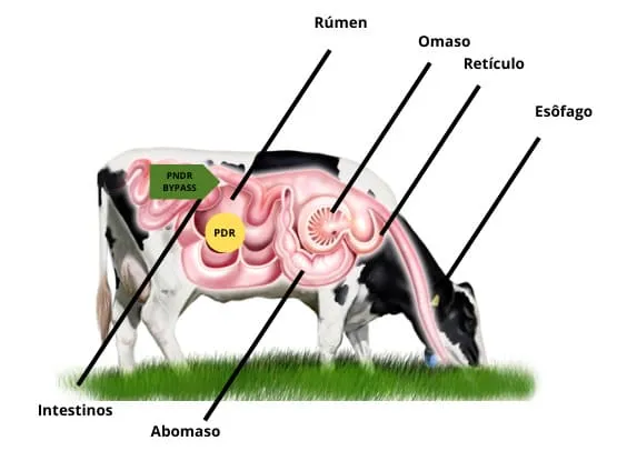 Imagem ilustrando o sistema digestório de uma vaca