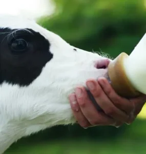 Bezerra sendo alimentada com mamadeira
