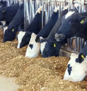 Vacas leiteiras se alimentando no cocho