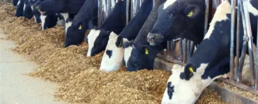 Vacas leiteiras se alimentando no cocho