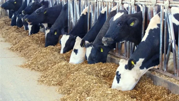 Vacas leiteiras se alimentando no cocho