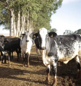 Gado leiteiro em uma fazenda