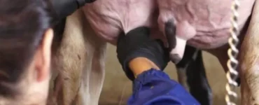 Coleta de leite para cultura microbiológica