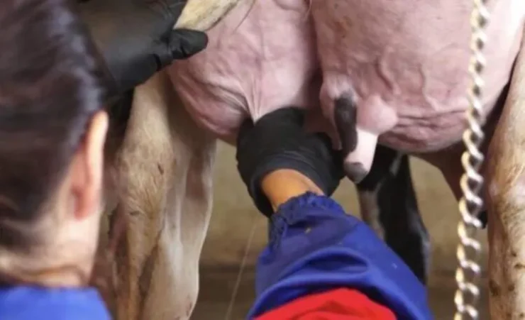 Coleta de leite para cultura microbiológica