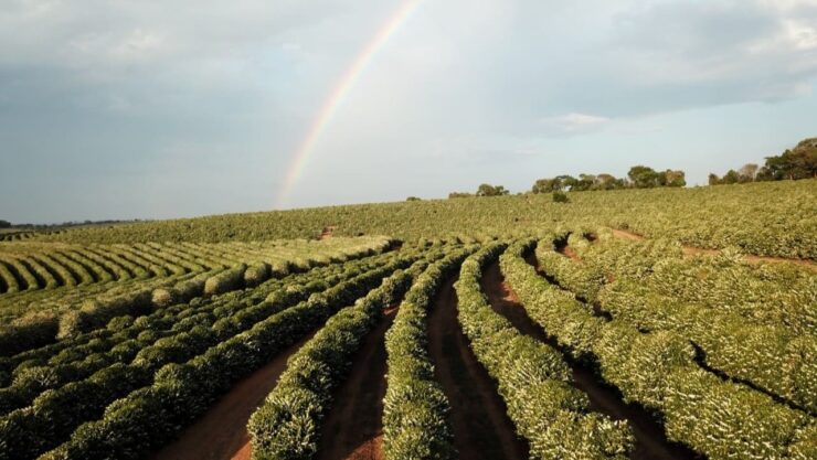 Influência do clima na produção de café