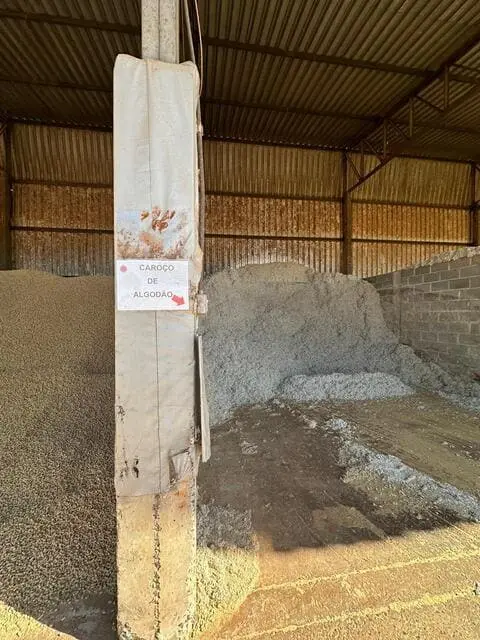 Caroço de algodão armazenado em sistema de galpão com baias