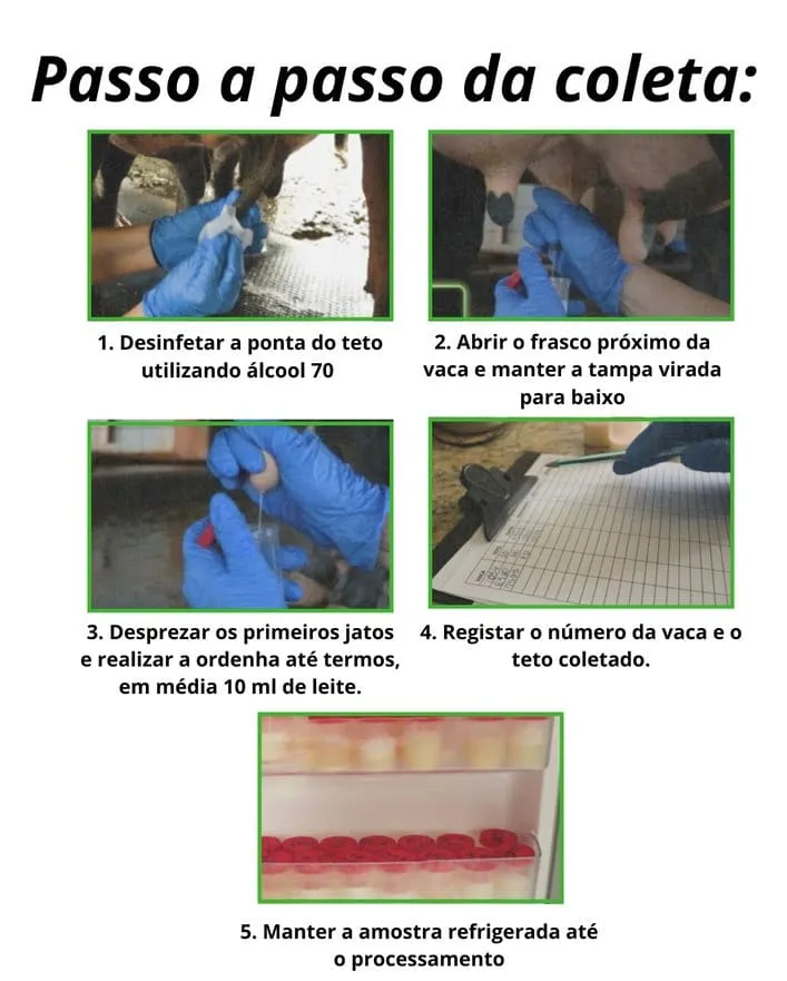 Passo a passo da coleta de leite para realizar cultura microbiologica