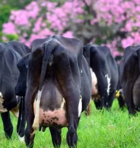 Vacas leiteiras com vista traseira