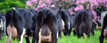 Vacas leiteiras com vista traseira