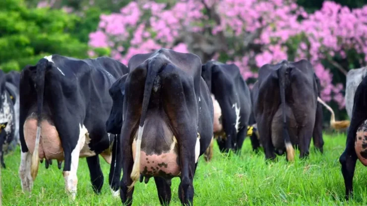 Vacas leiteiras com vista traseira