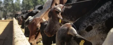 Bovinos leiteiros se alimentando com dieta de qualidade