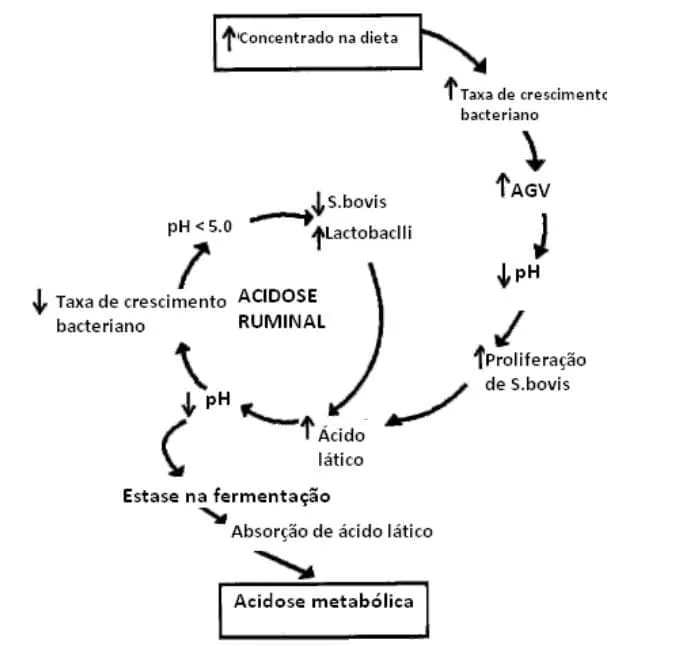 Eventos resultantes da acidose ruminal