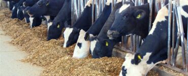 Vacas leiteiras alimentando com silagem
